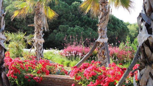 LAS VIOLETAS EL PORTIL. HUELVA