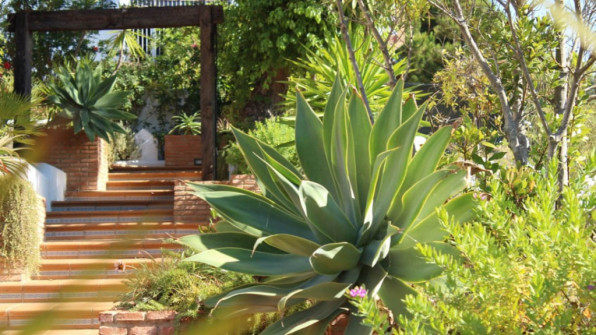 LAS VIOLETAS EL PORTIL. HUELVA