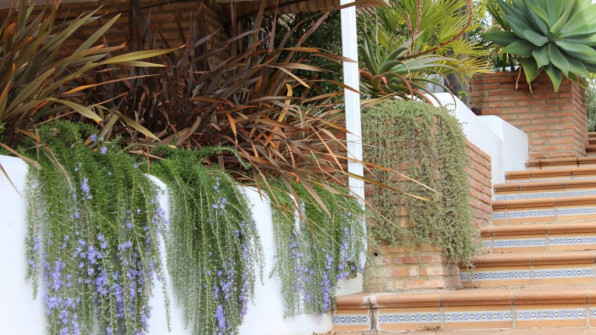 LAS VIOLETAS EL PORTIL. HUELVA