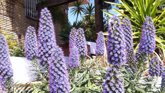 LAS VIOLETAS EL PORTIL. HUELVA