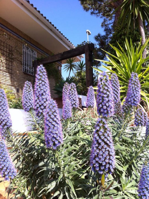 Juan José Fernández - Jardinería y Paisajismo - Huelva
